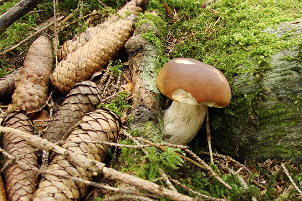Steinpilz